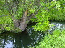 Старая ива у реки