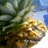 Размножение ананаса