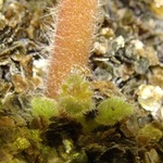 Молодой росток из-под укорененого цветоноса глоксинии