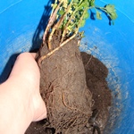 Проросший маточник хризантемы, с которого можно снять черенки
