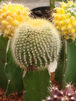 Прививка кактусов благоприятно осуществляется между любыми родами