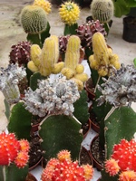 Разнообразие видов кактусов, привитых на подвой эпифиллюма