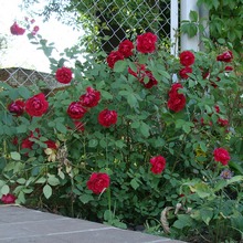 Размножение различных групп роз