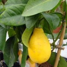 Размножение лимона черенками и обрезка