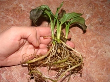 Три молодых растения отпочковавшихся от корневой шейки спатифиллума