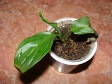 Молодое самостоятельное растение спатифиллума