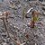 Клематис 3 группы обрезки, срезанный осенью почти под корень, отрастает весной