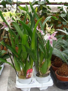 Симподиальные орхидеи камбрии