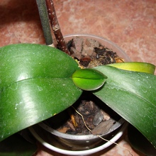 У моноподиальной орхидеи точка роста находится внутри розетки - на верхушке орхидеи