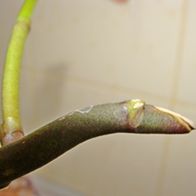 Из спящей почки на цветоносе фаленопсиса труднее спровоцировать рост вегетативной почки, наиболее вероятно развитие генеративной почки