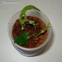 Укоренившиеся черенки дают молодые листики из пазушных почек, фото Ольги Людовой
