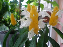 Соцветия пахистахиса с появившимися белыми цветами из желтых прицветников, фото Ольги Людовой