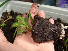 Фото 24 - выдавила корни мини-петунии с комом земли