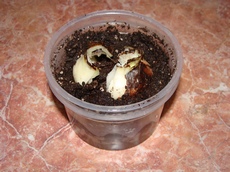Чешуи луковицы гиппеаструма посажены в почву