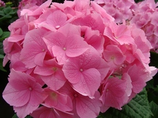 Цветет гортензия крупнолистная в комнатной культуре с апреля до середины августа