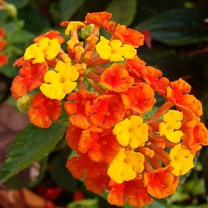 Лантана: цветет крапива в тропиках