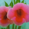 Глоксиния башмачок розовый