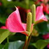 Антуриум, цветок-фламинго