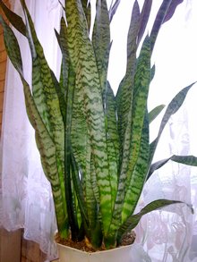 Сансевьера - растение, используемое в фен-шуй для удержания в доме восходящих благоприятных потоков энергии