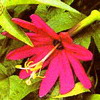 Пассифлора Passiflora manicata