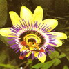 Пассифлора голубая Passiflora coerulea сорт Констанция Эллиот с белыми цветками