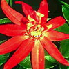 Пассифлора алая Passiflora alata - самая капризная из всех пассифлор