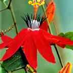 Passiflora coccinea пассифлора шарлахоцветная синоним ярко-красная