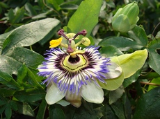 Passiflora coerulea - самый популярный вид в комнатной культуре