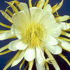 Цветок селеницереуса