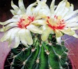 Цветение кактусов