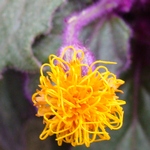 Огненно-желтый цветок гинуры