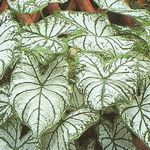 Стреловидные листья каладиума