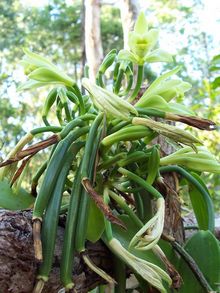 В природе ванильная орхидея эпифитная лиана
