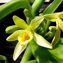 Цветок ванильной орхидеи