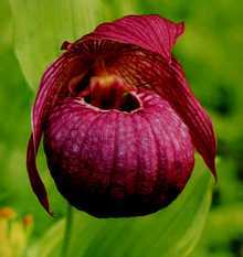 Венерин башмачок, кукушкины башмачки — виды башмачковых орхидей