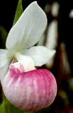 Венерины башмачки прекрасные Cypripedium reginae