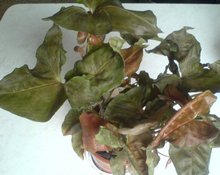 Сингониум ножколистный с шоколадными листьями