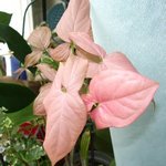 Сингониум ножколистный с бело-розовыми листьями