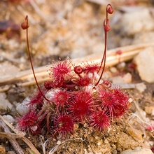 самые миниатюрные листочки у росянки карликовой Drosera pygmaea