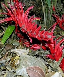 Питкерния коралловая Pitcairnia corallina
