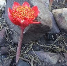 Гемантус - кровавый цветок