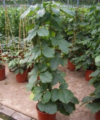 Тетрастигма молодое растение на опоре в питомнике