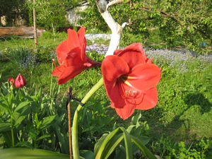 Цветущий в саду гиппеаструм на доращивании
