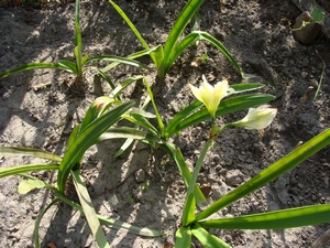 Высаженные на лето гиппеаструмы в огород