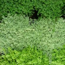 Разновидности окрасок листьев гелксины