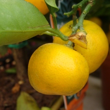 Плоды каламондина можно встретить в супермаркетах, они декоративны, но на вкус горько-кислые