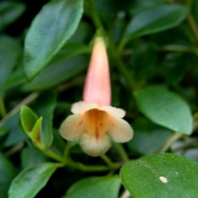 Цветок кодонатантуса