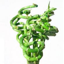 Длинные стебли драцены сандеры растут быстро, их специально завивают в спирали или переплетают между собой еще в процессе роста растения
