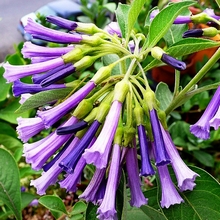 Иохрома фиолетовый цветок