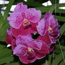 Ванда - царица орхидей